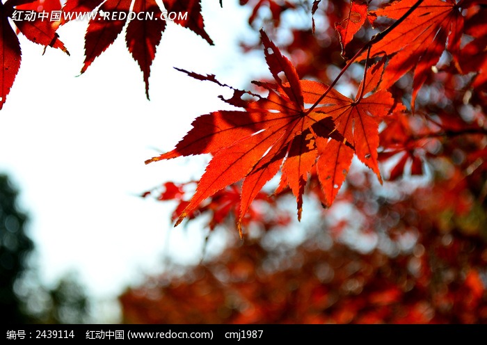 泛亚电竞平台|夏至未至郑爽学生妆画法 小爽学生妆画法大揭底快来学吧(图1) 泛亚电竞