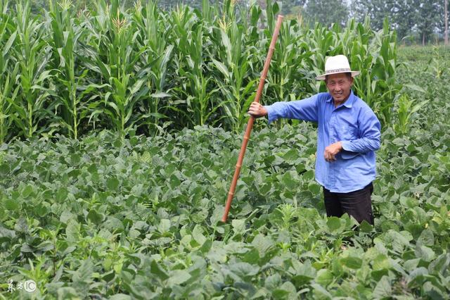 妊娠纹怎样消除_泛亚电竞官网(图1) 泛亚电竞