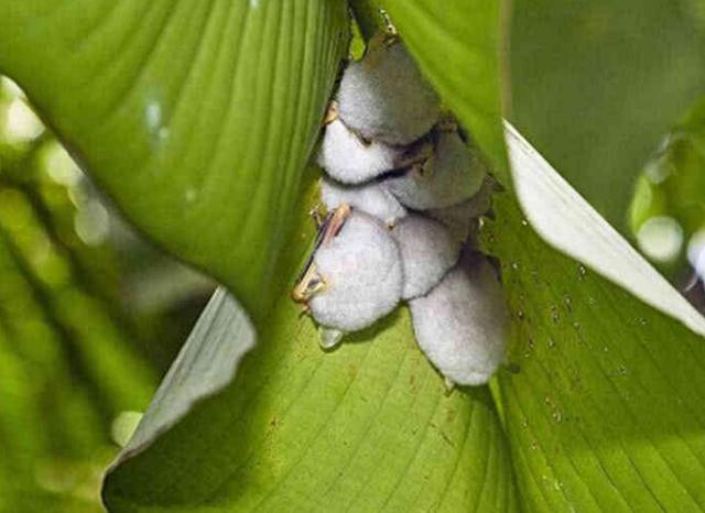 “泛亚电竞”每天必须吃一个苹果的五大理由(图3) 泛亚电竞