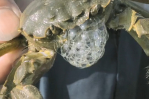 农业市场:吉林九台:锦带花需求量大价格暴涨_泛亚电竞平台(图1) 泛亚电竞官网