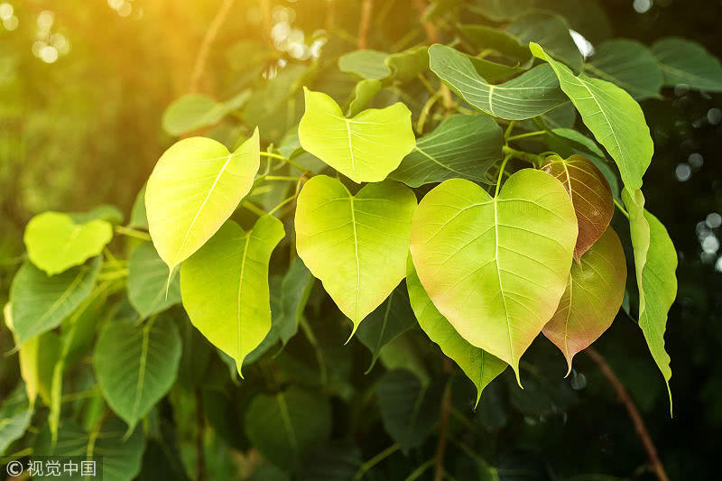 农业市场:吉林九台:锦带花需求量大价格暴涨_泛亚电竞平台(图2) 泛亚电竞官网